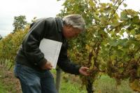 Wayne Wilcox picking grapes