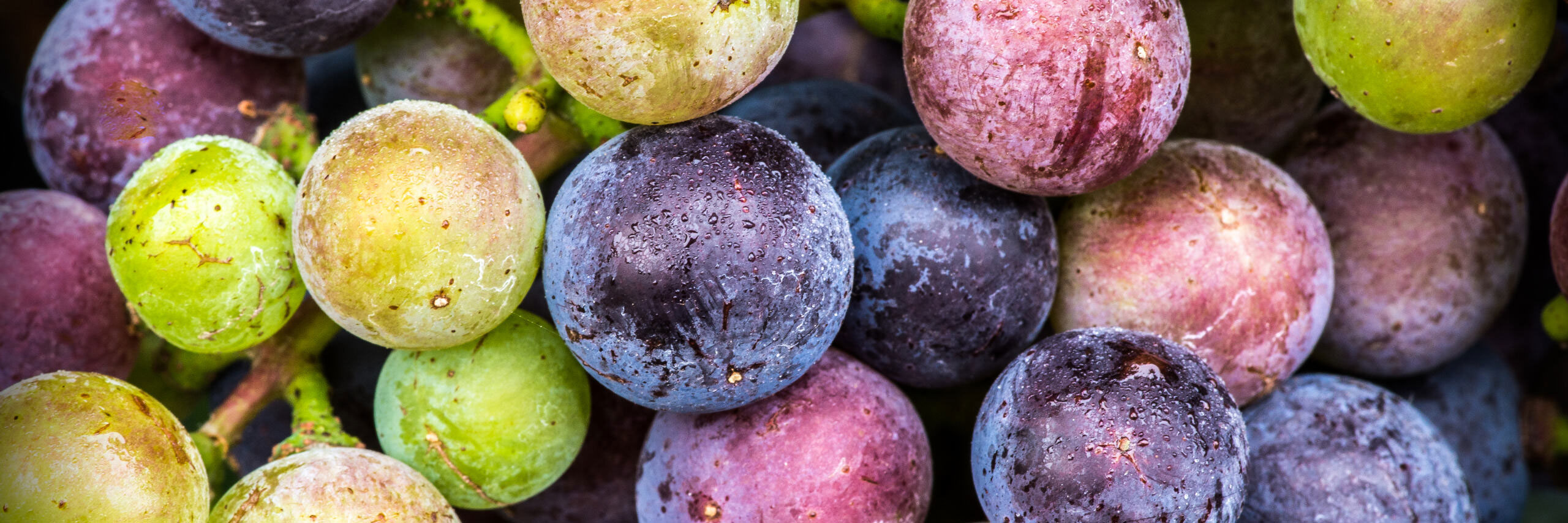 variety of large juicy grapes